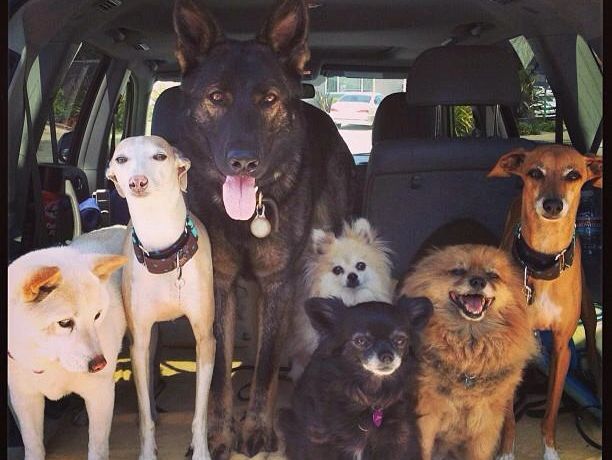 Passionate 4 Pets Irvine