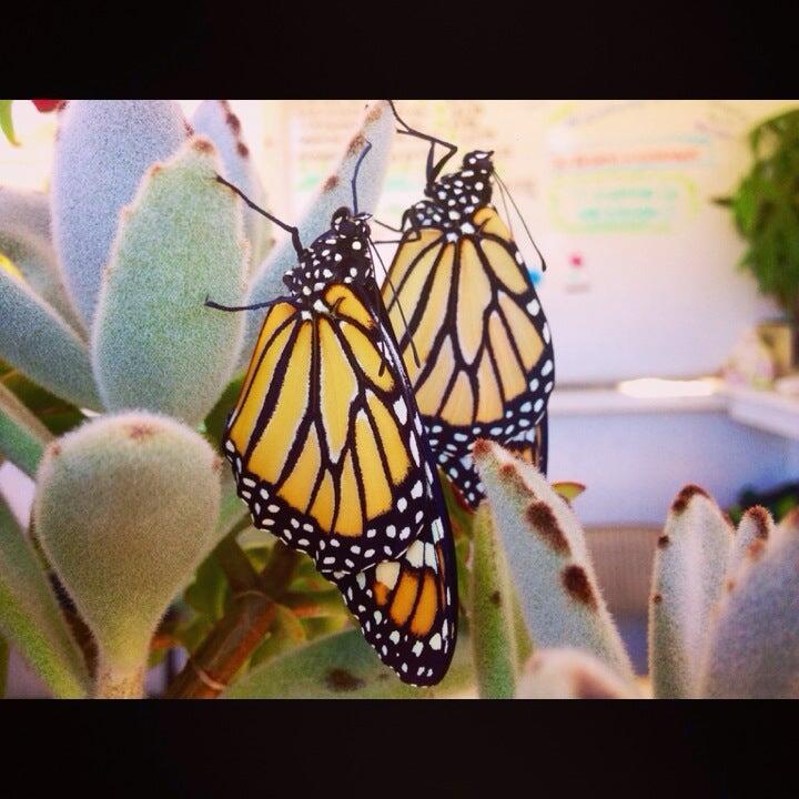 Photo credit: nextdoor