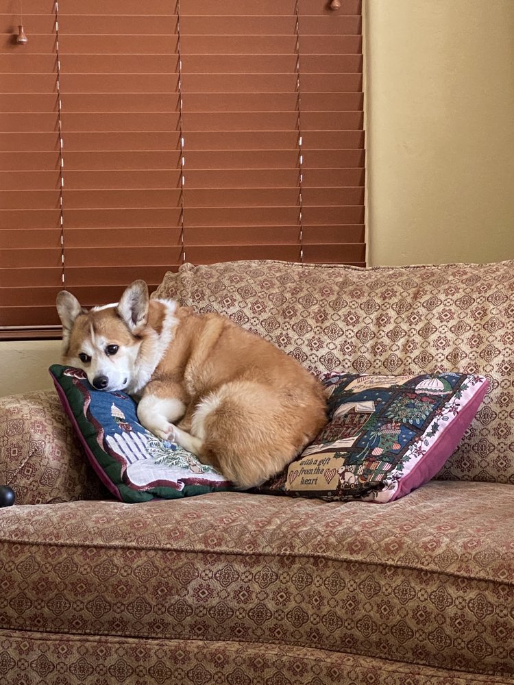 K&S Pet Grooming Kingsburg