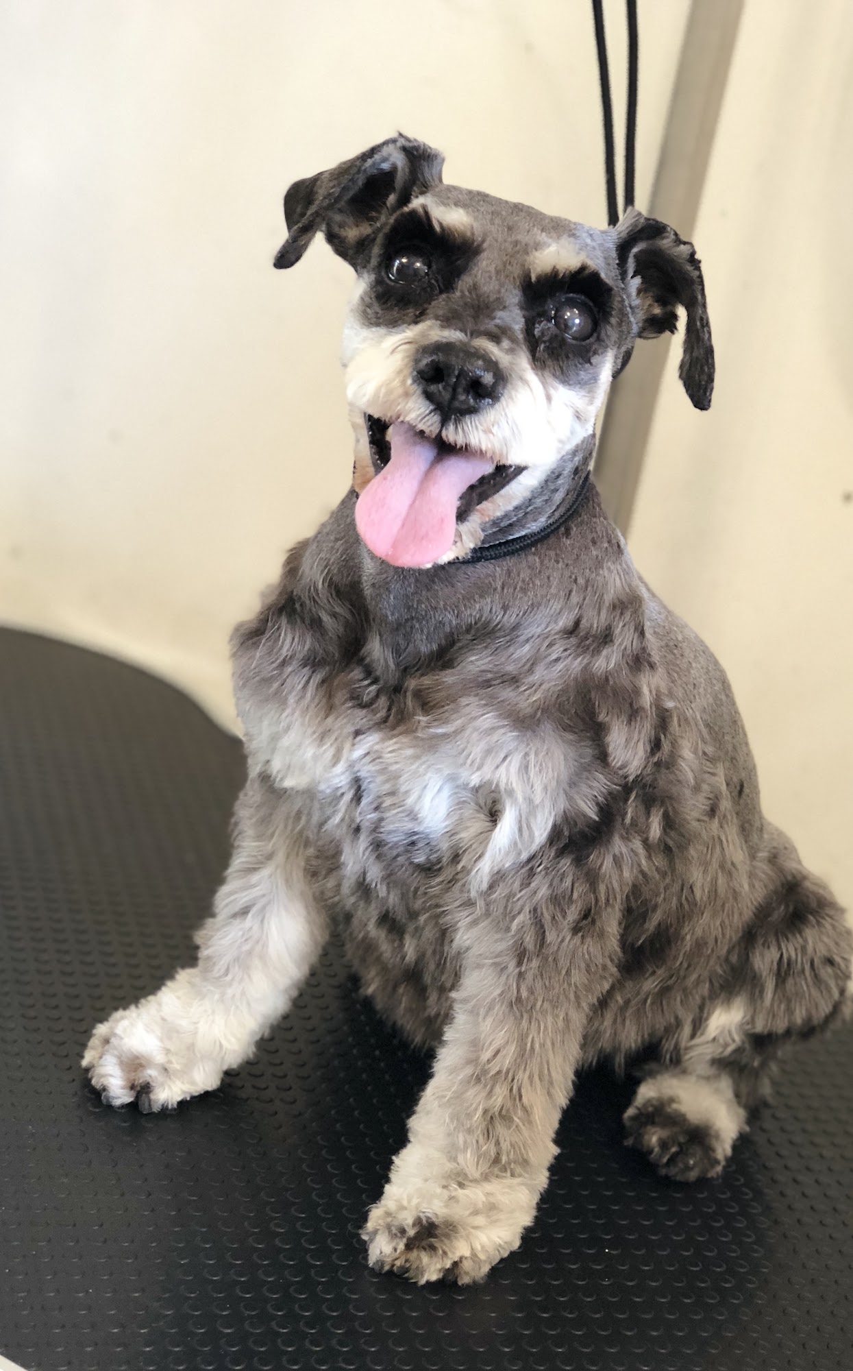 Dirty Paws Grooming Kingsburg