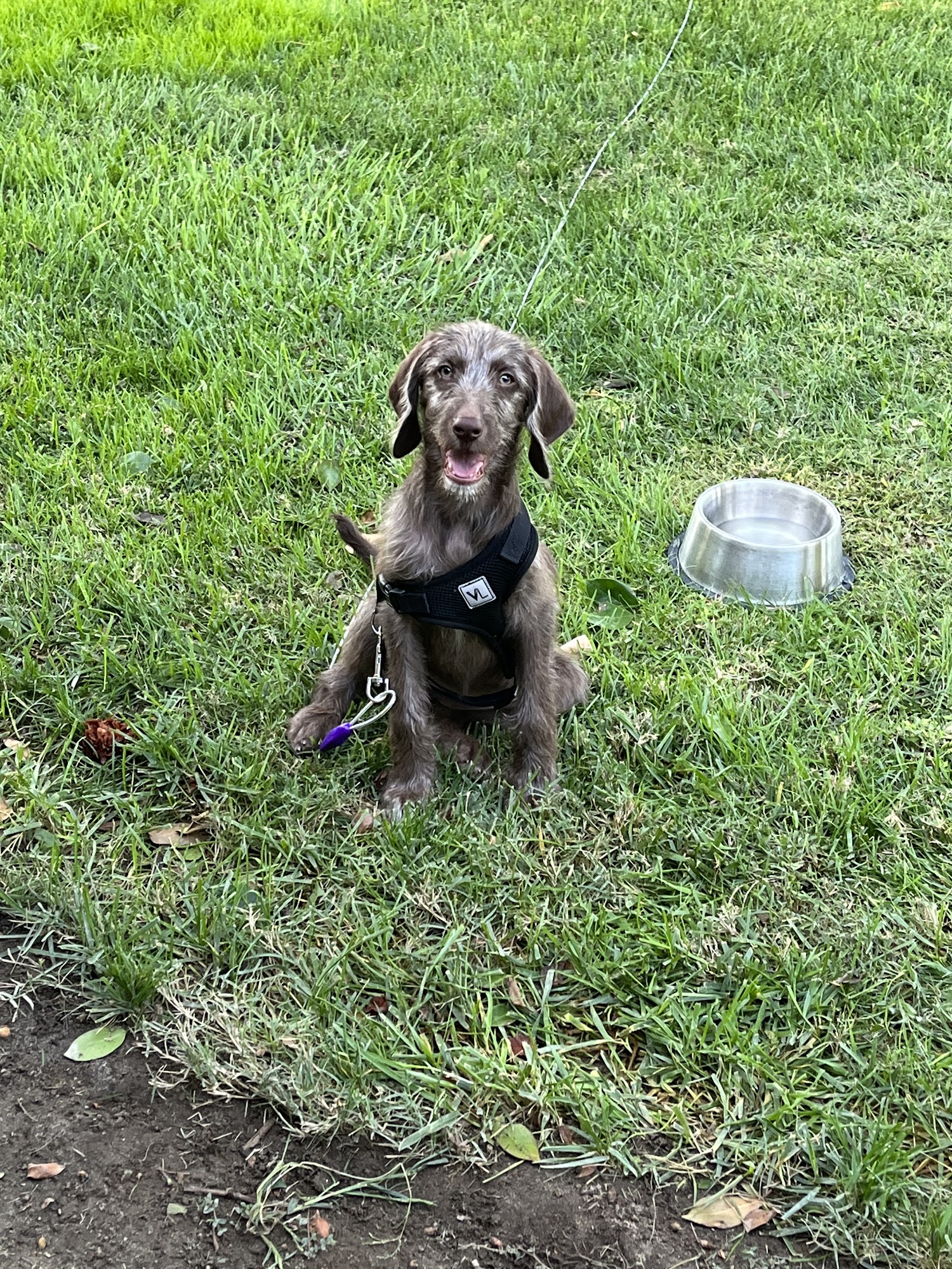 Doolittles Pet Grooming Kingsburg