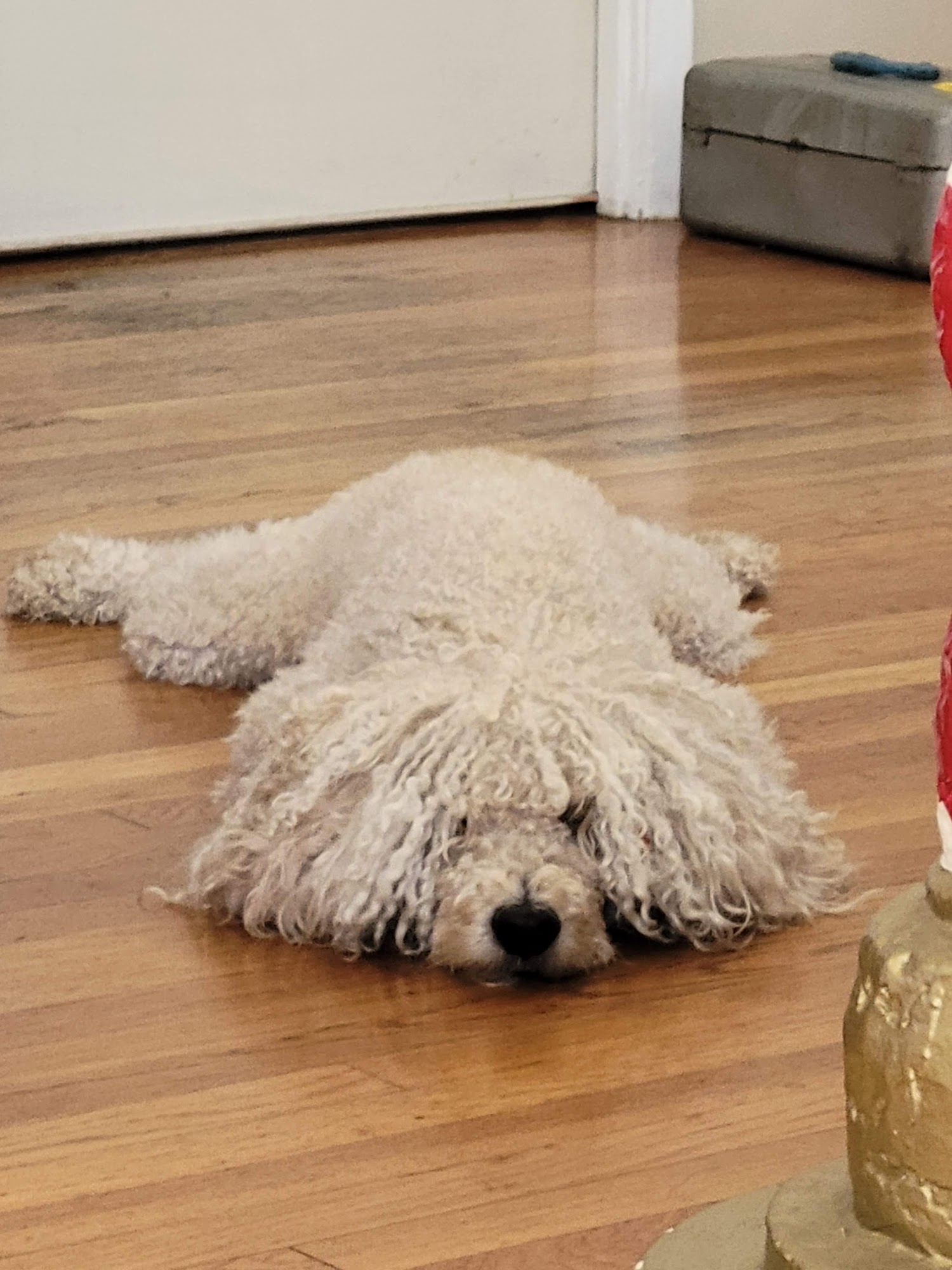 Louise Pesceone Dog & Cat Grooming La Habra