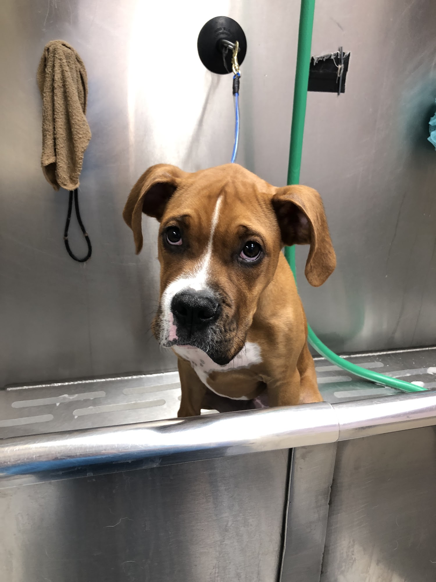 AAA Pet Pros La Jolla