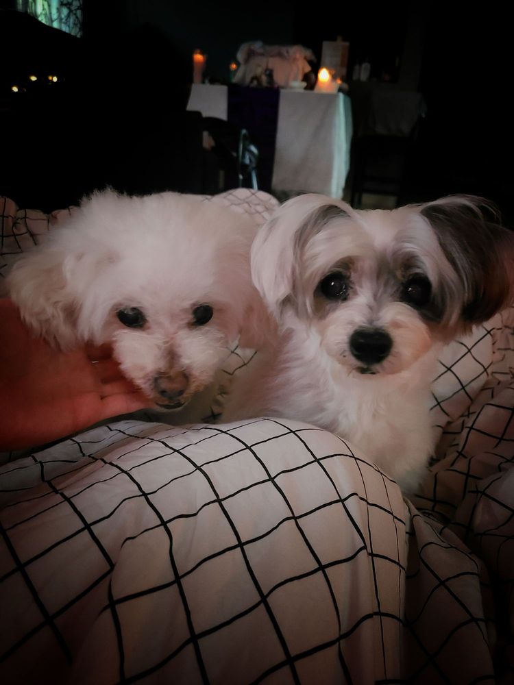 Kristi Freeman DVM Inc La Mesa