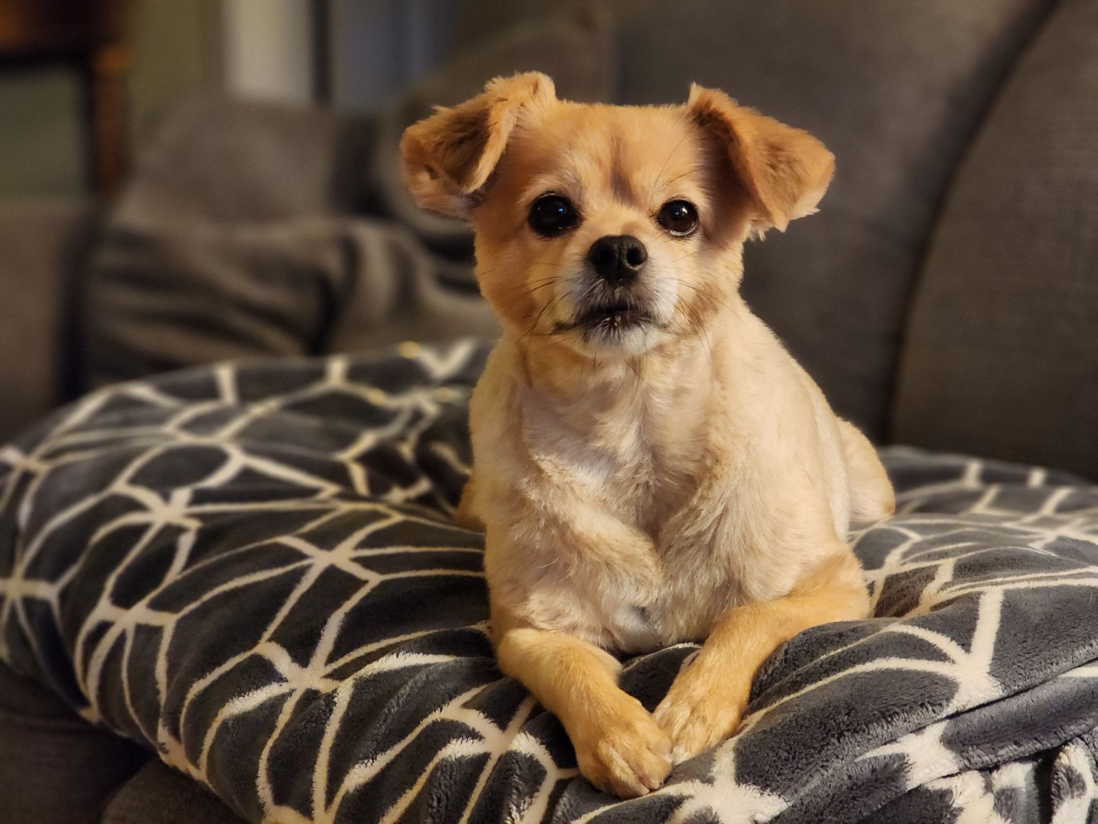 Pet Facilities in La Mesa, California Pet Stores, Grooming, Pet Care