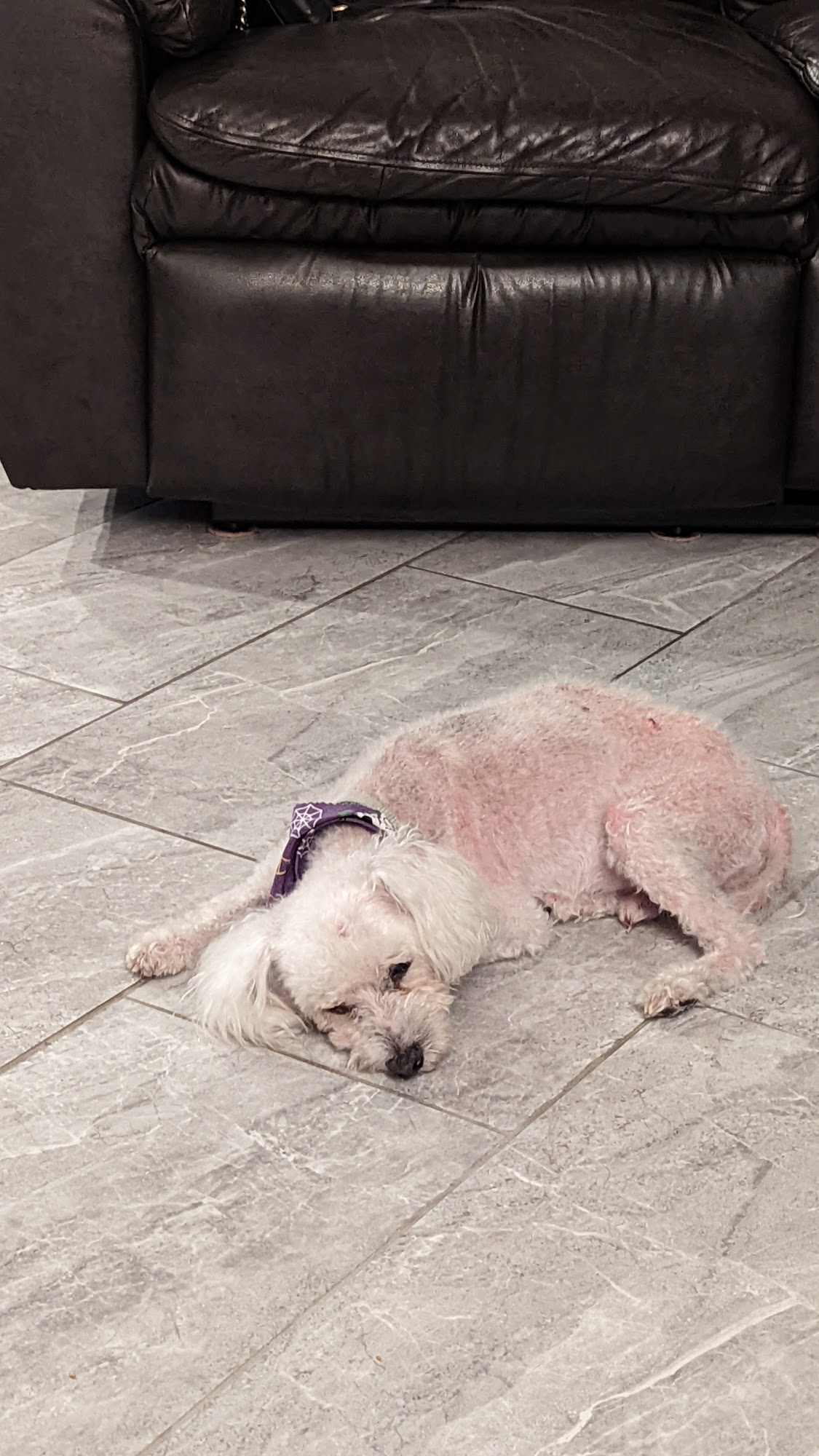 Bubbledoggie La Mirada