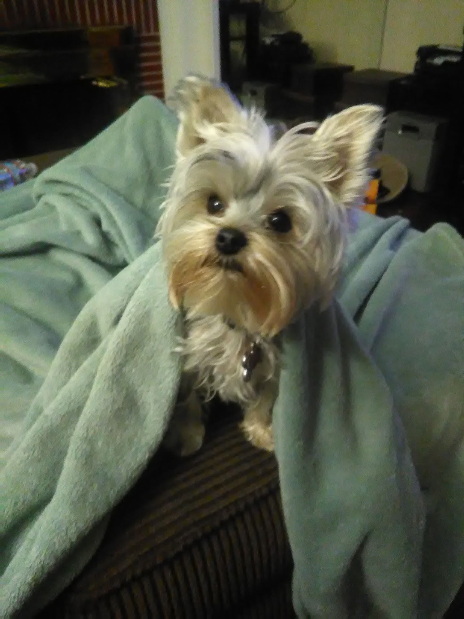 Yogi's Doggie Spaw La Mirada