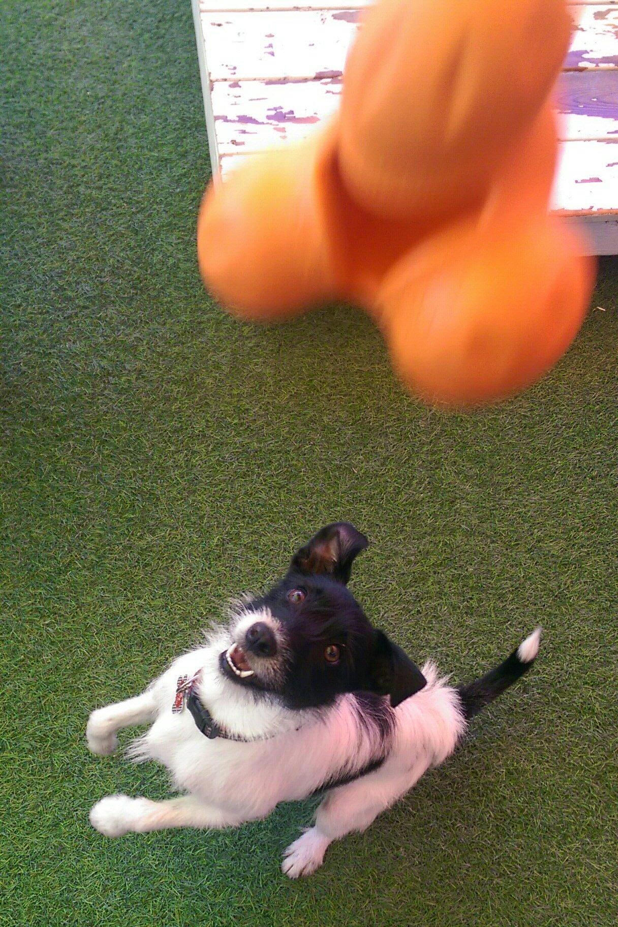 The Village Pup La Quinta