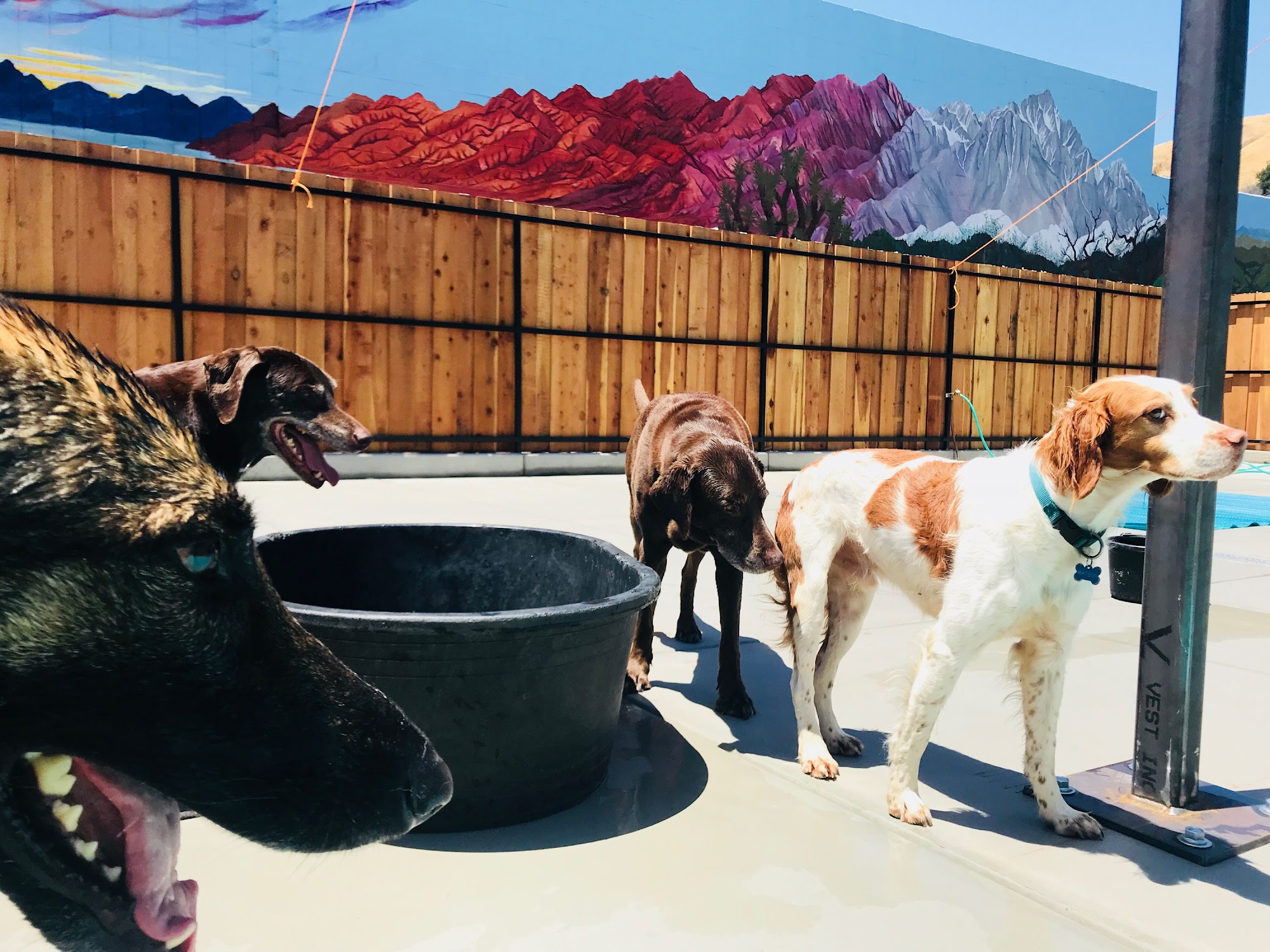 The Tail Haven Hotel & Day Lounge Lafayette