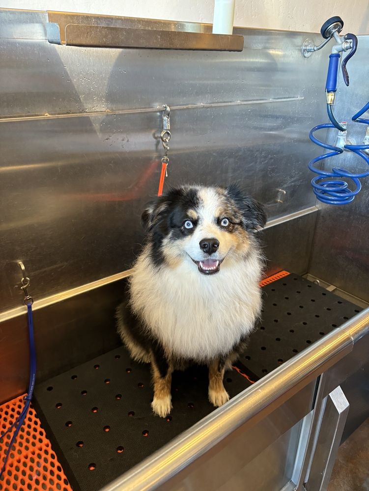 Dog Tub