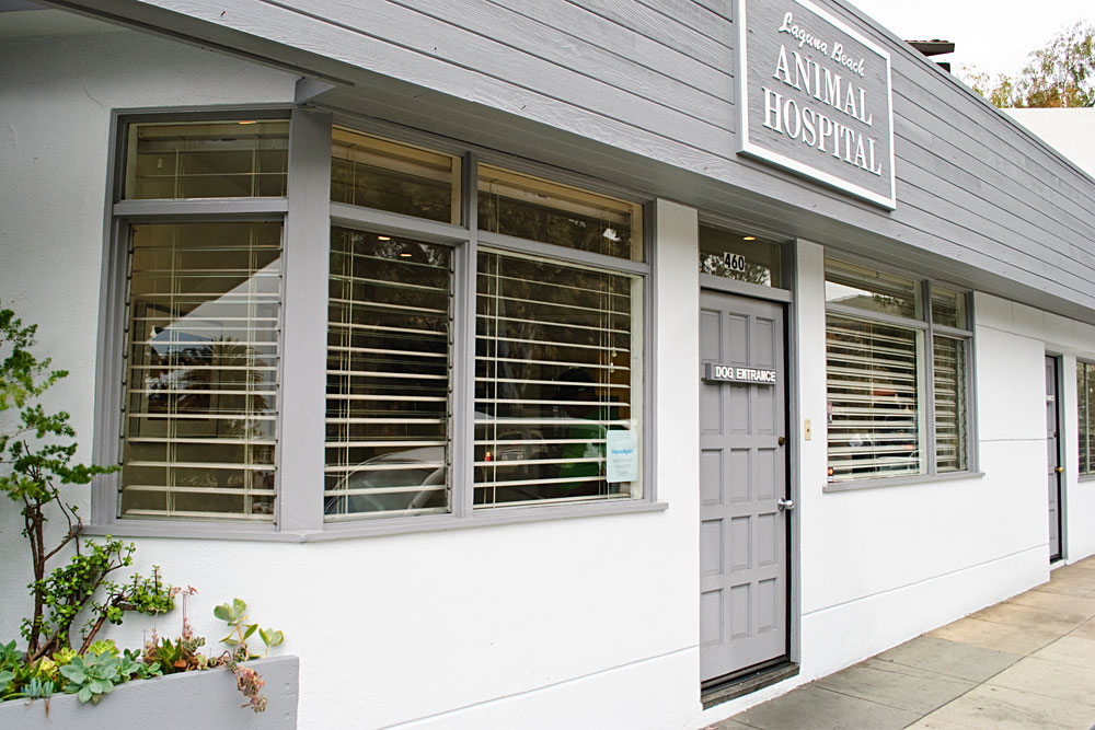 Laguna Beach Animal Hospital, A Thrive Pet Healthcare Partner