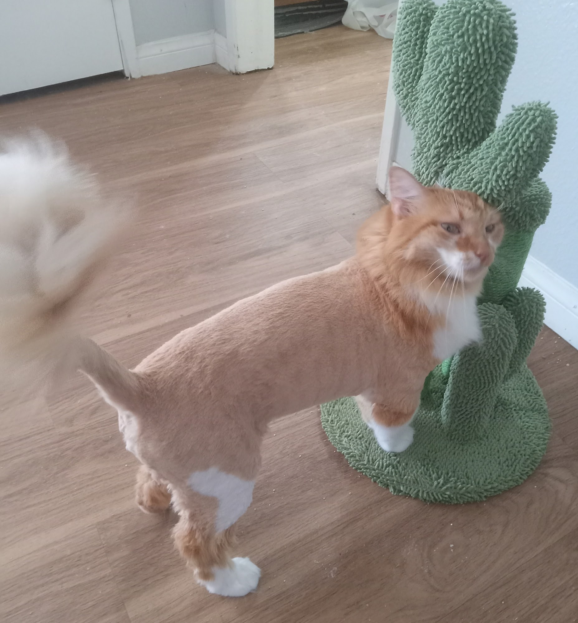 Drumhill’s Lakeland pet grooming & Day care Lake Elsinore