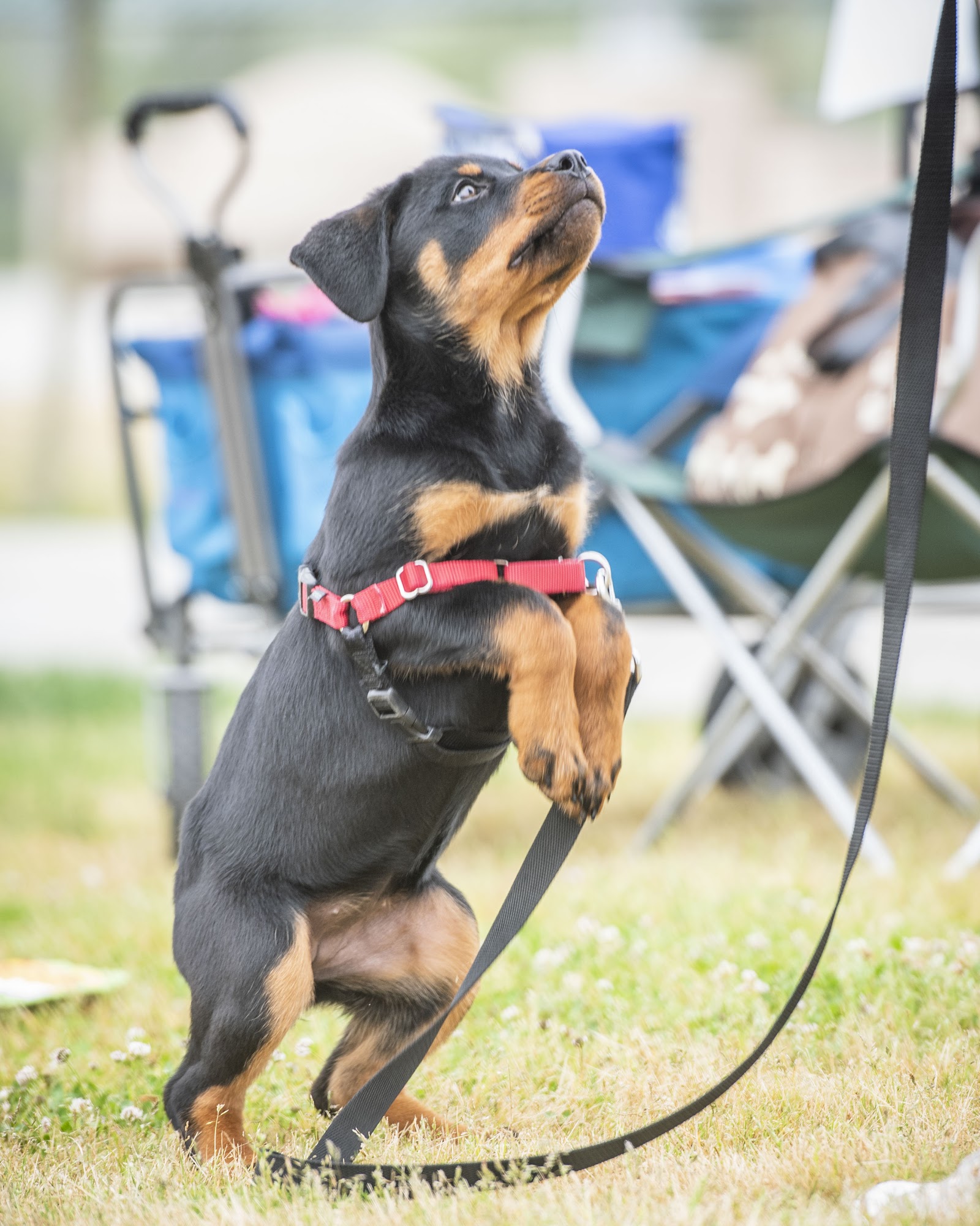 Furry Tail Dog Training Lake Elsinore