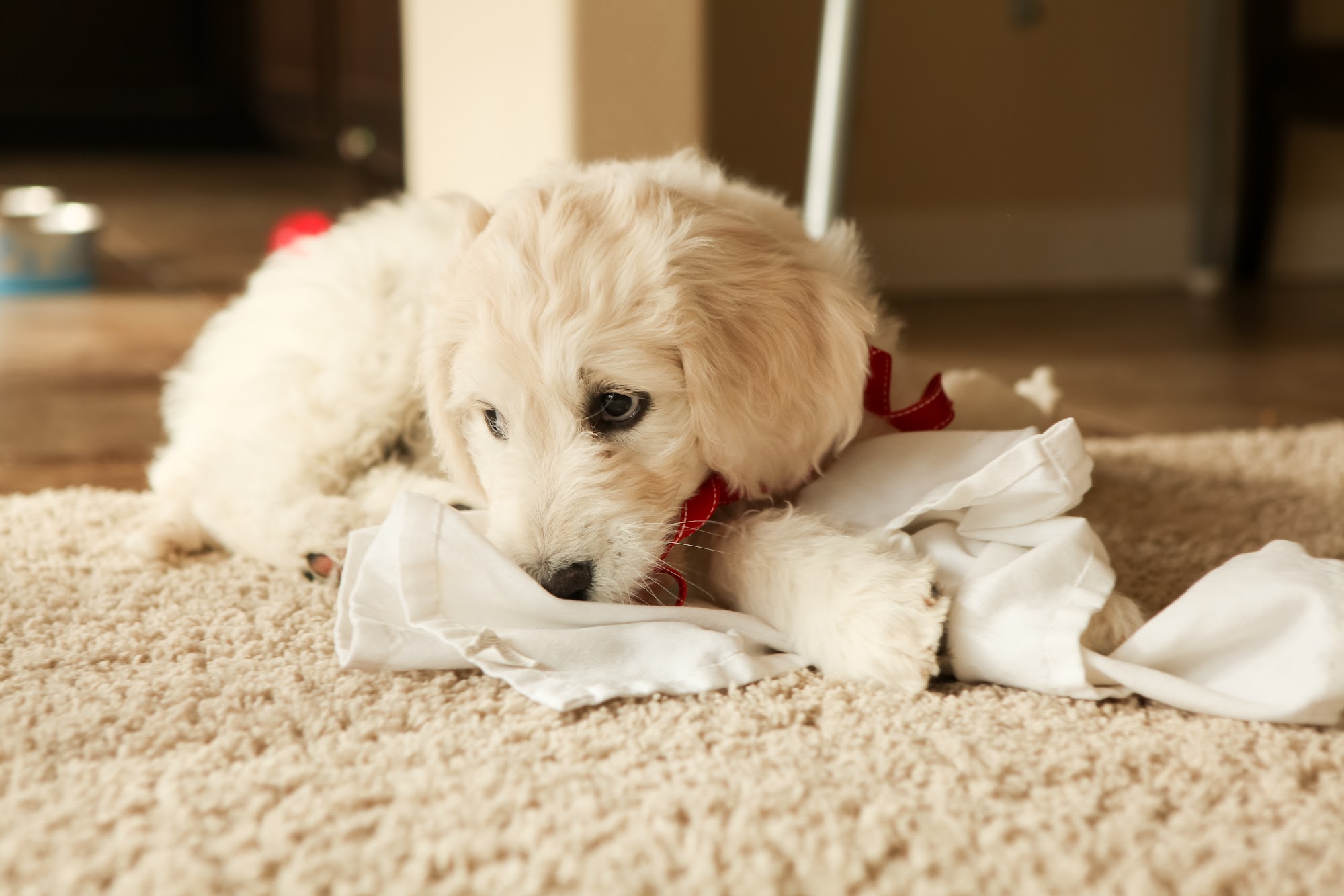 MacDonald Carpet Cleaning