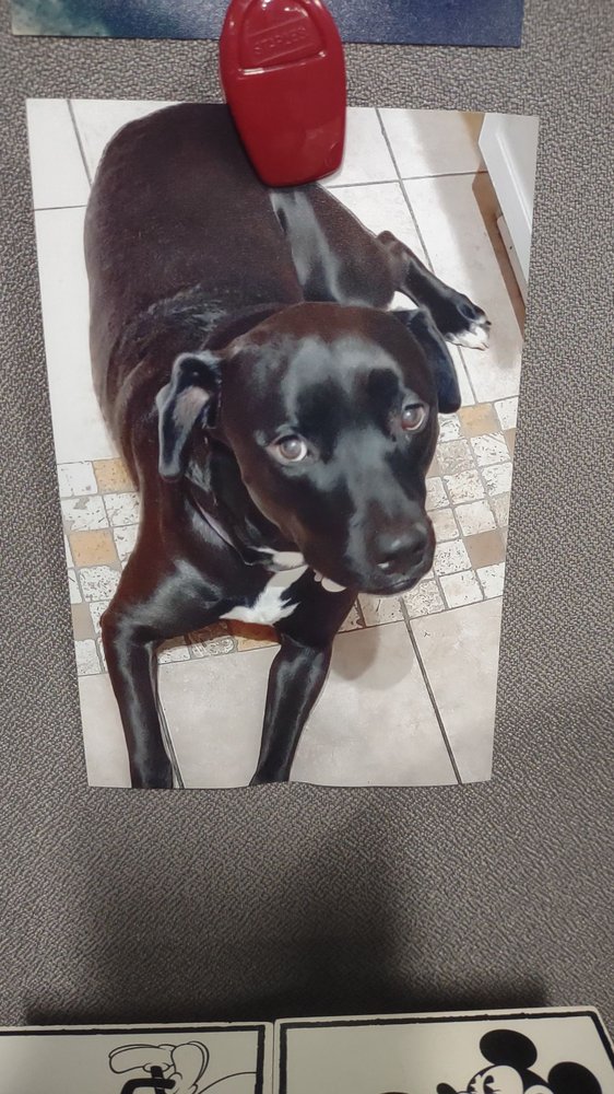 Paws Place Grooming Lakeside