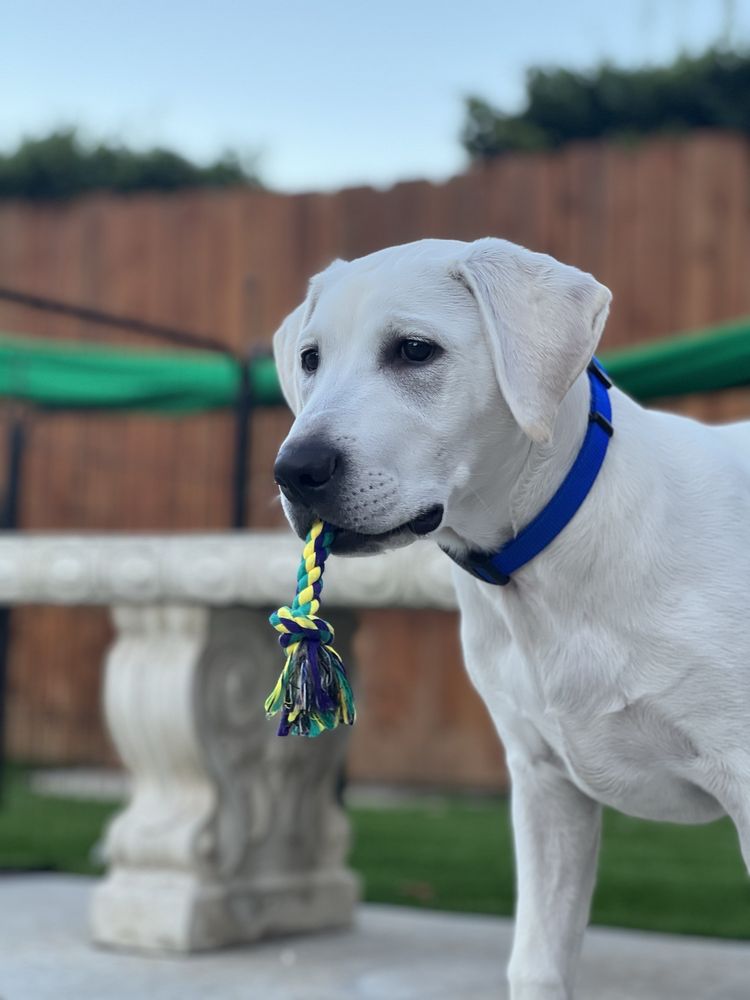 Labs To Love Pups Lakeside