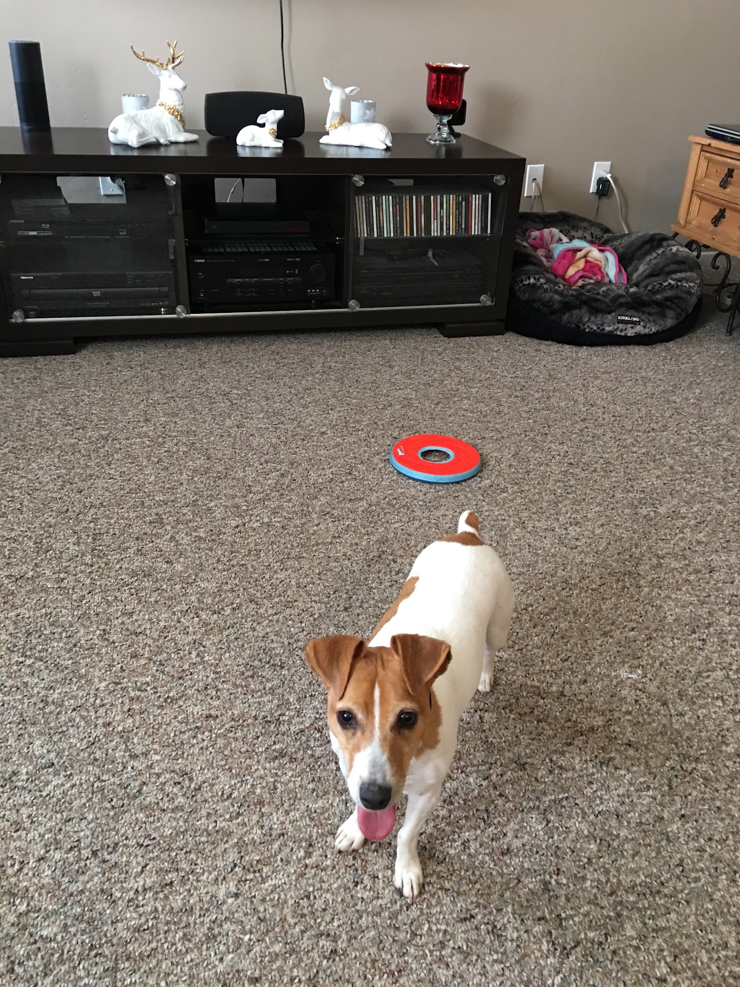 Greywood Kennels Lakeside