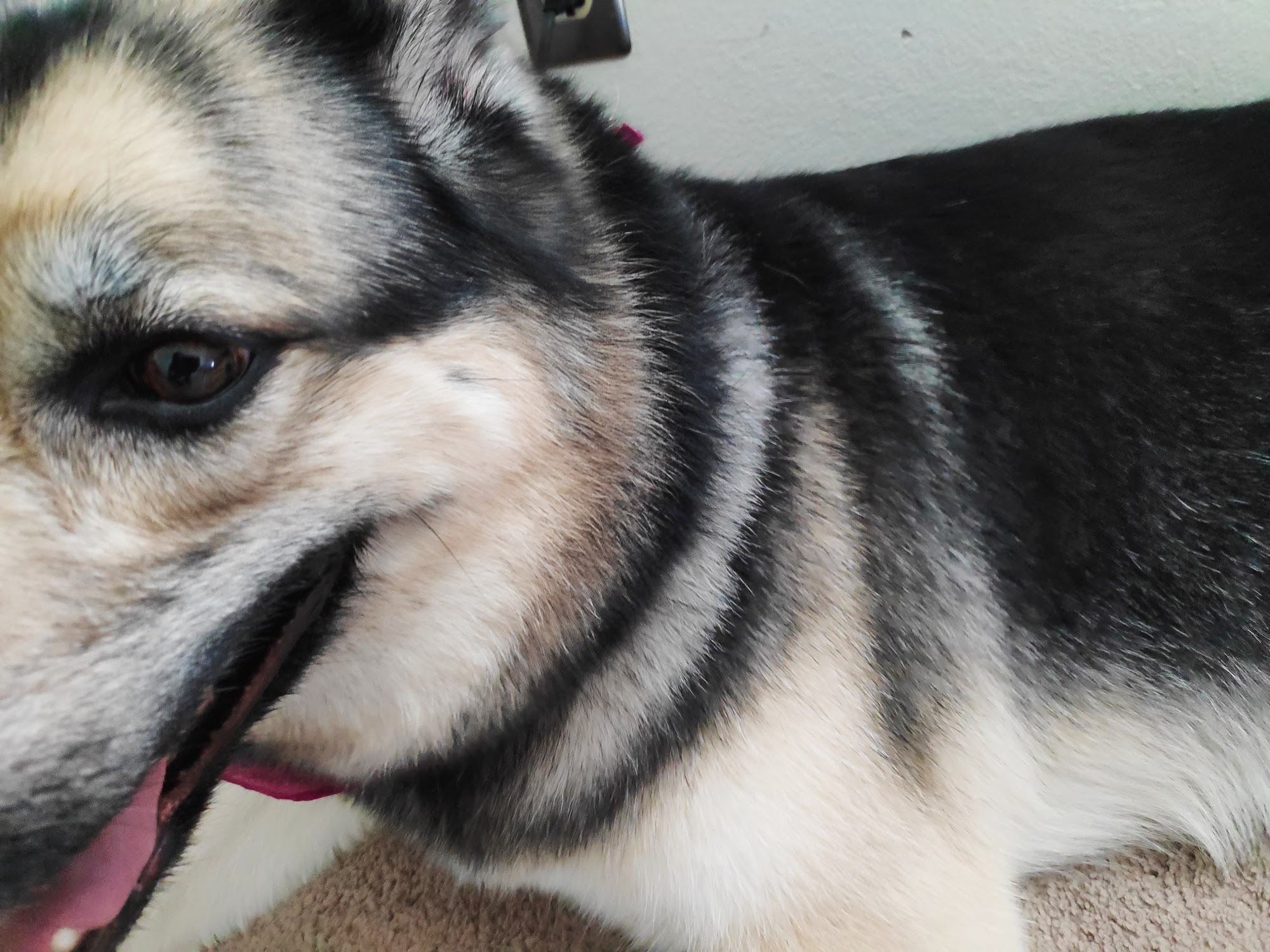 Animal House Grooming & Pets Lancaster