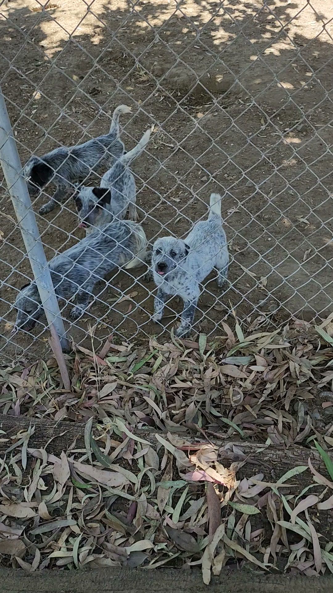 AJ Country Kennel Lemoore