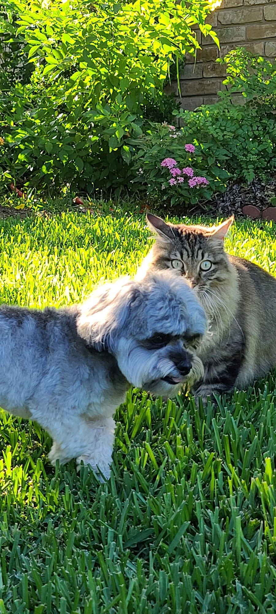 Pampered Poodle Livermore