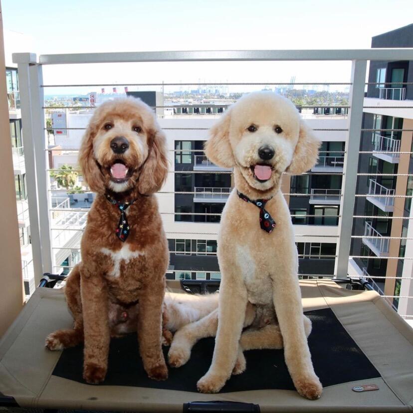 The Paw Spa LLC Long Beach