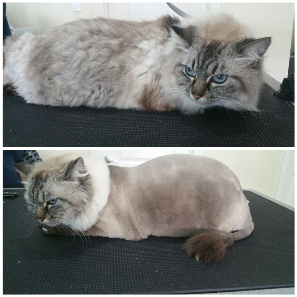 Spoiled Paws Grooming Co Long Beach