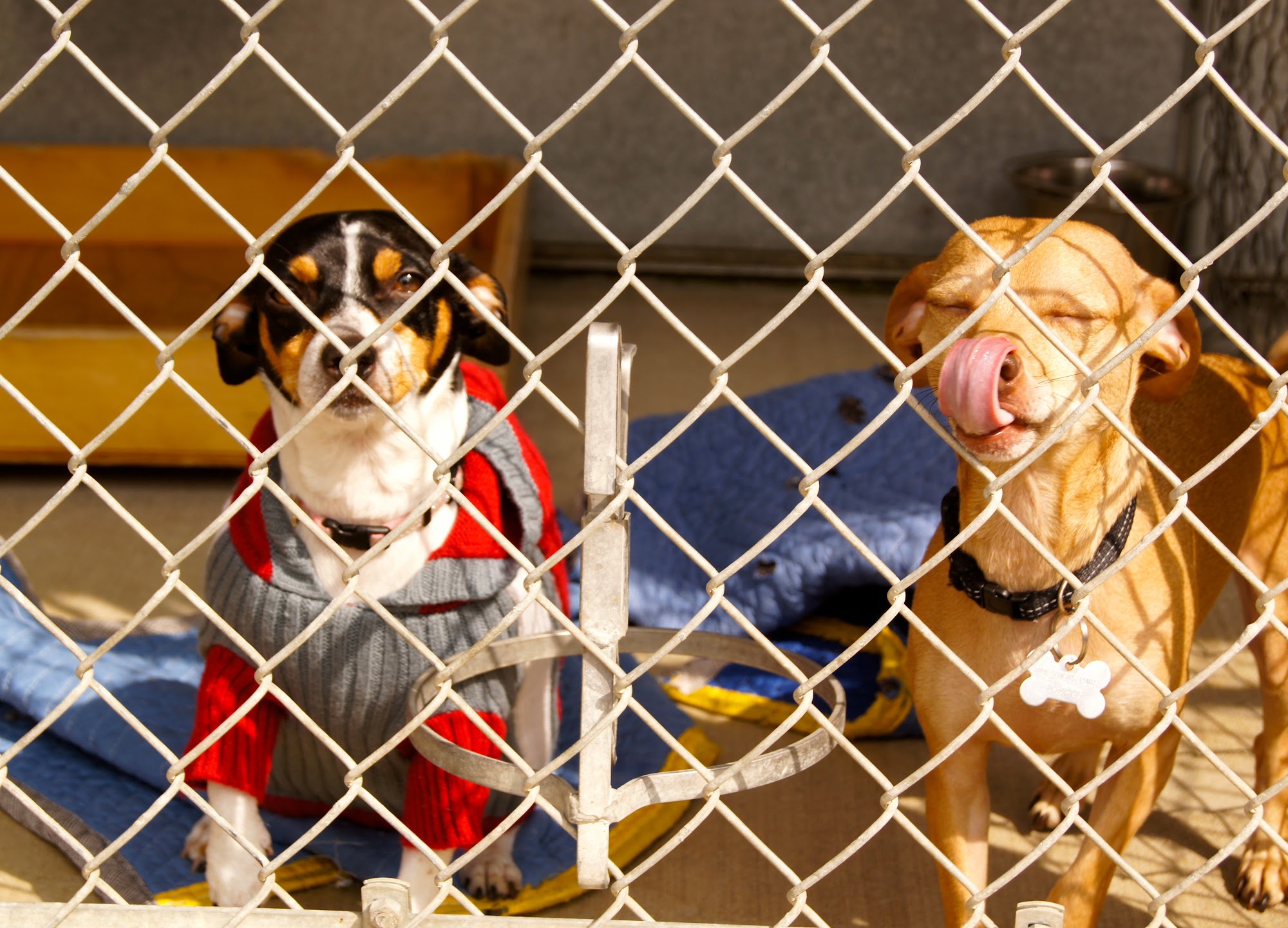 Mar Mel Inn ~ Bed & Breakfast for Dogs and Cats Long Beach