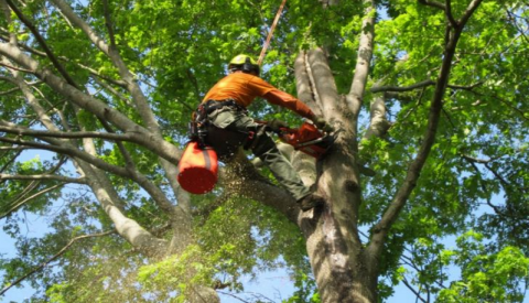 Economy Tree Care