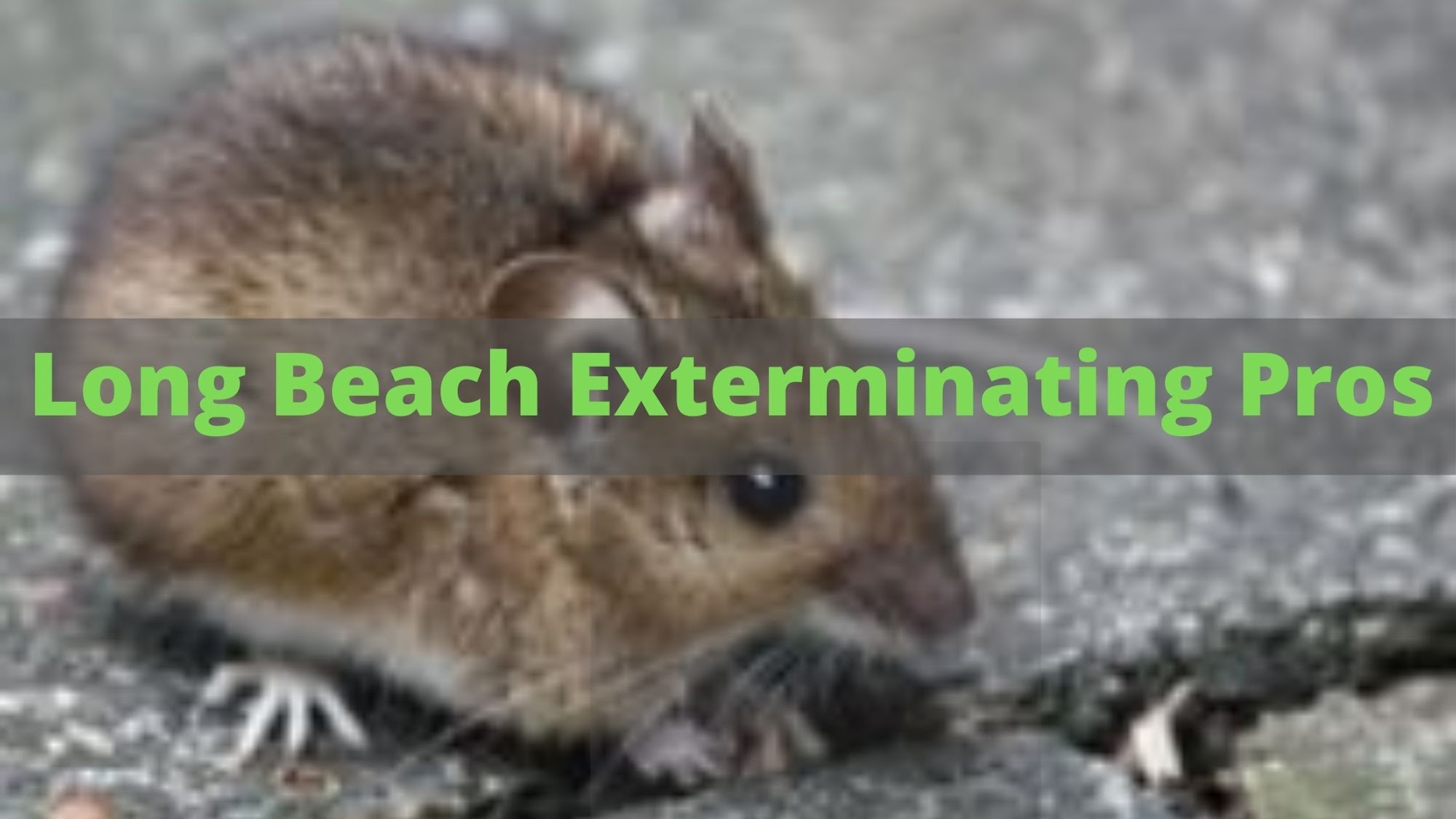 Long Beach Exterminating Pros