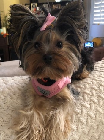 Maisy's Mutts LLC Loomis