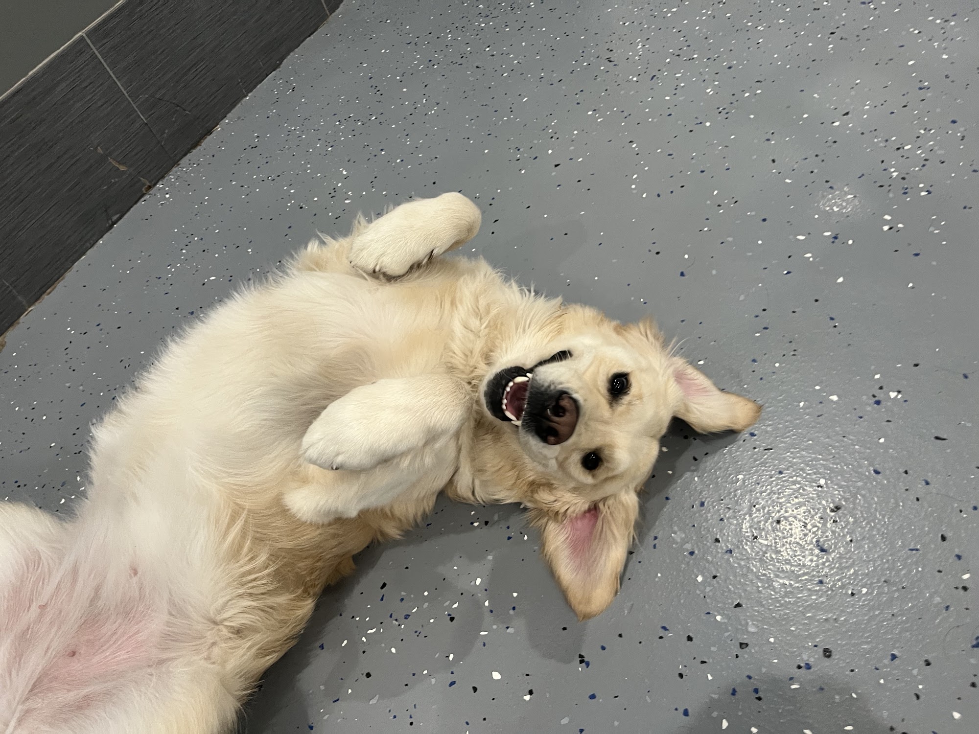 Puparazzi Los Angeles