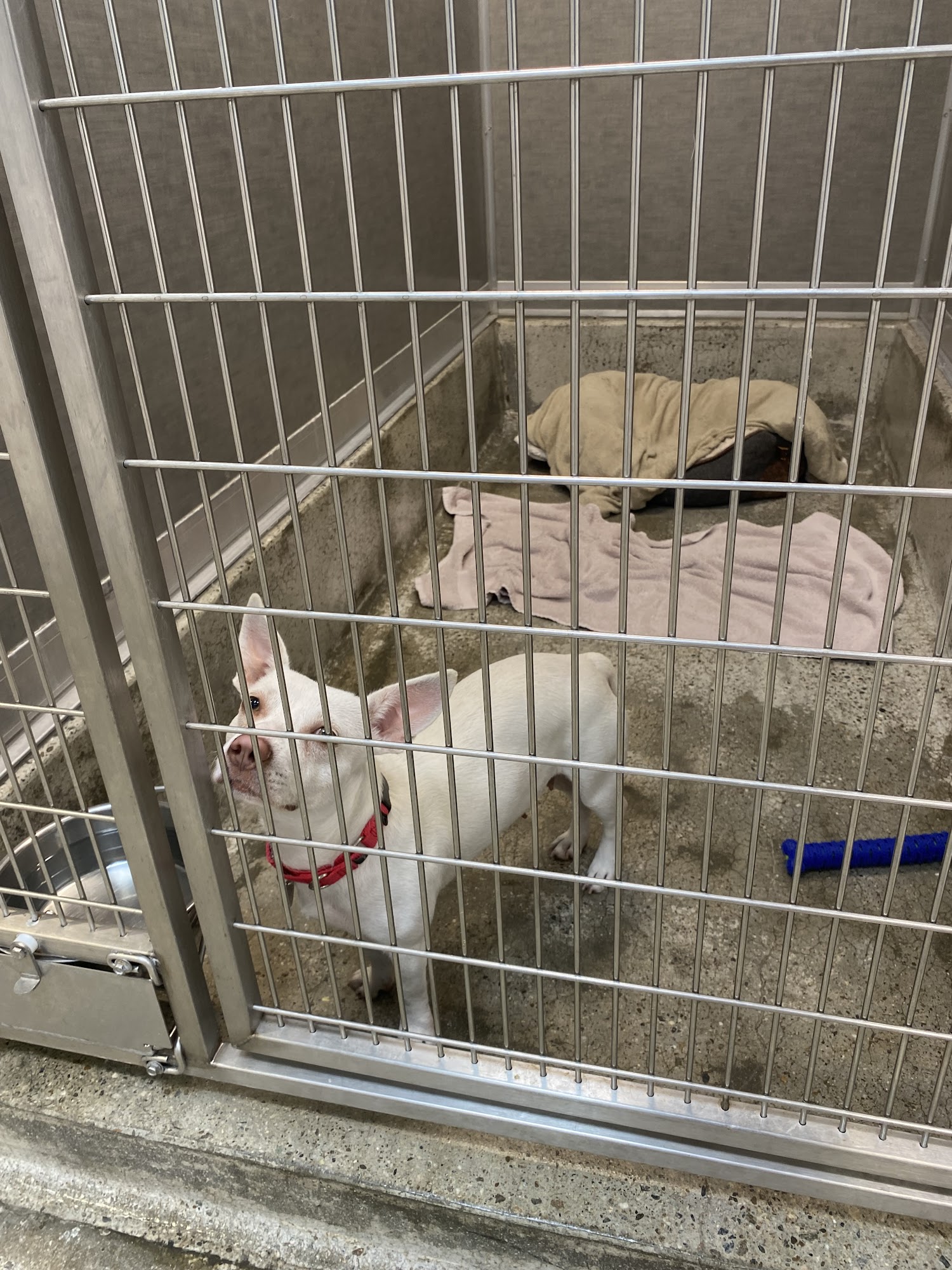 Best Friends Pet Adoption Center Los Angeles