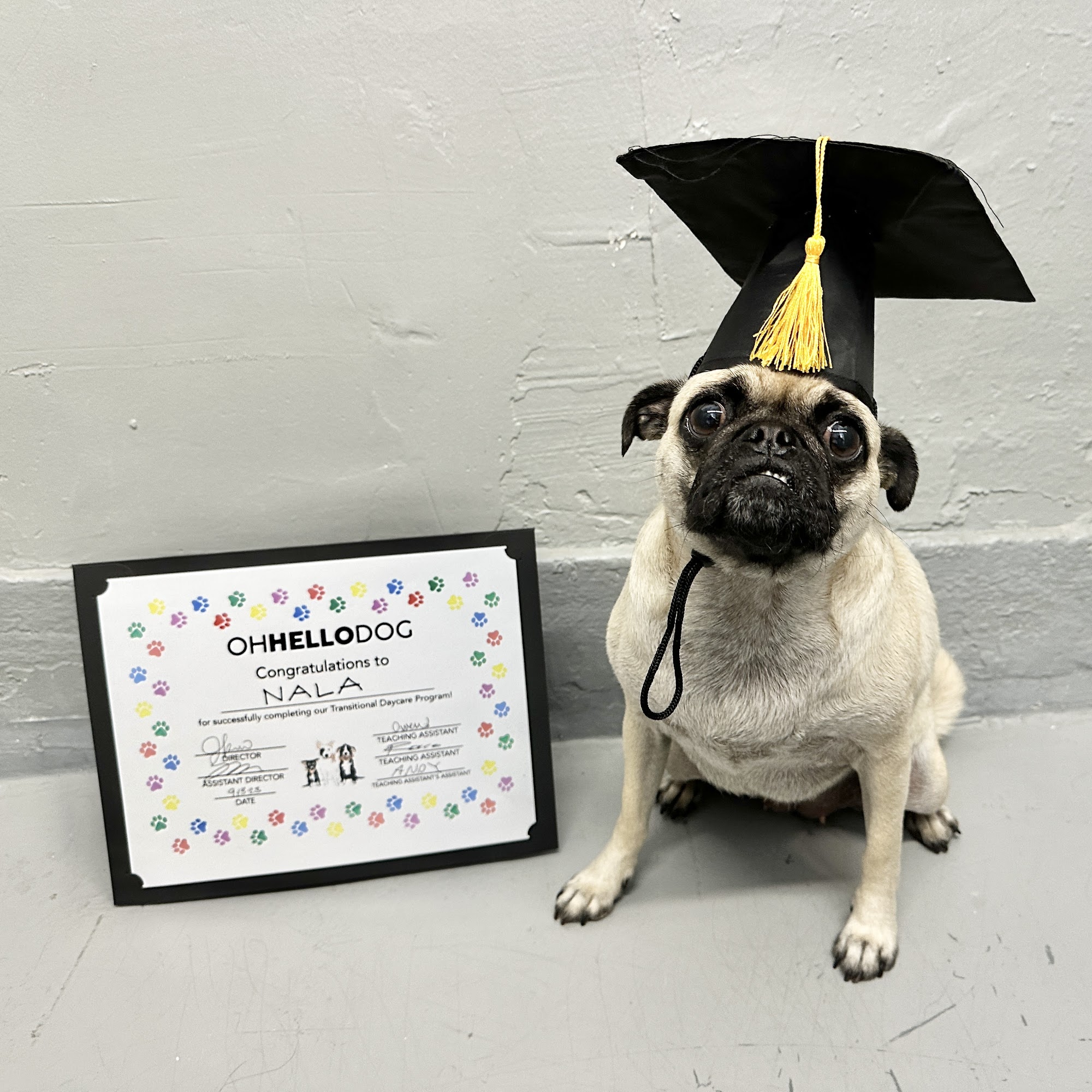 Oh Hello Dog: DTLA Dog Daycare & Boarding Los Angeles