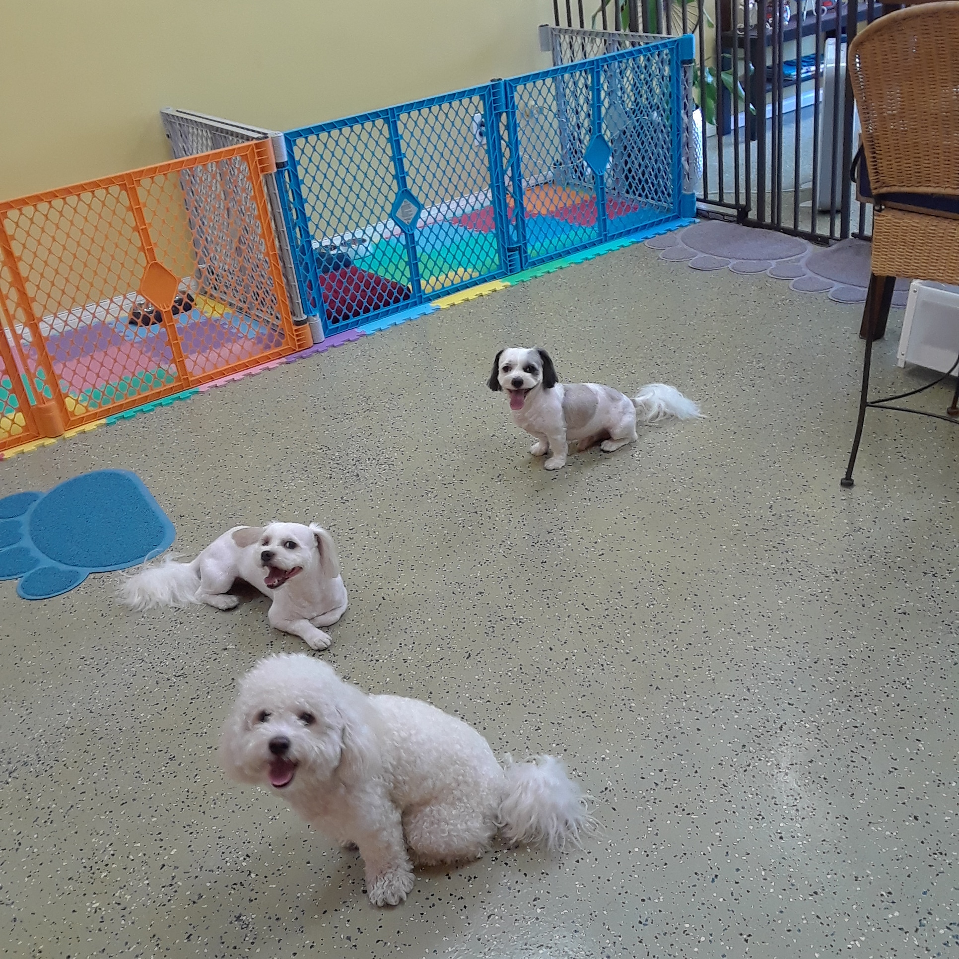 Bobos Pet Grooming, DayCare & Boutique