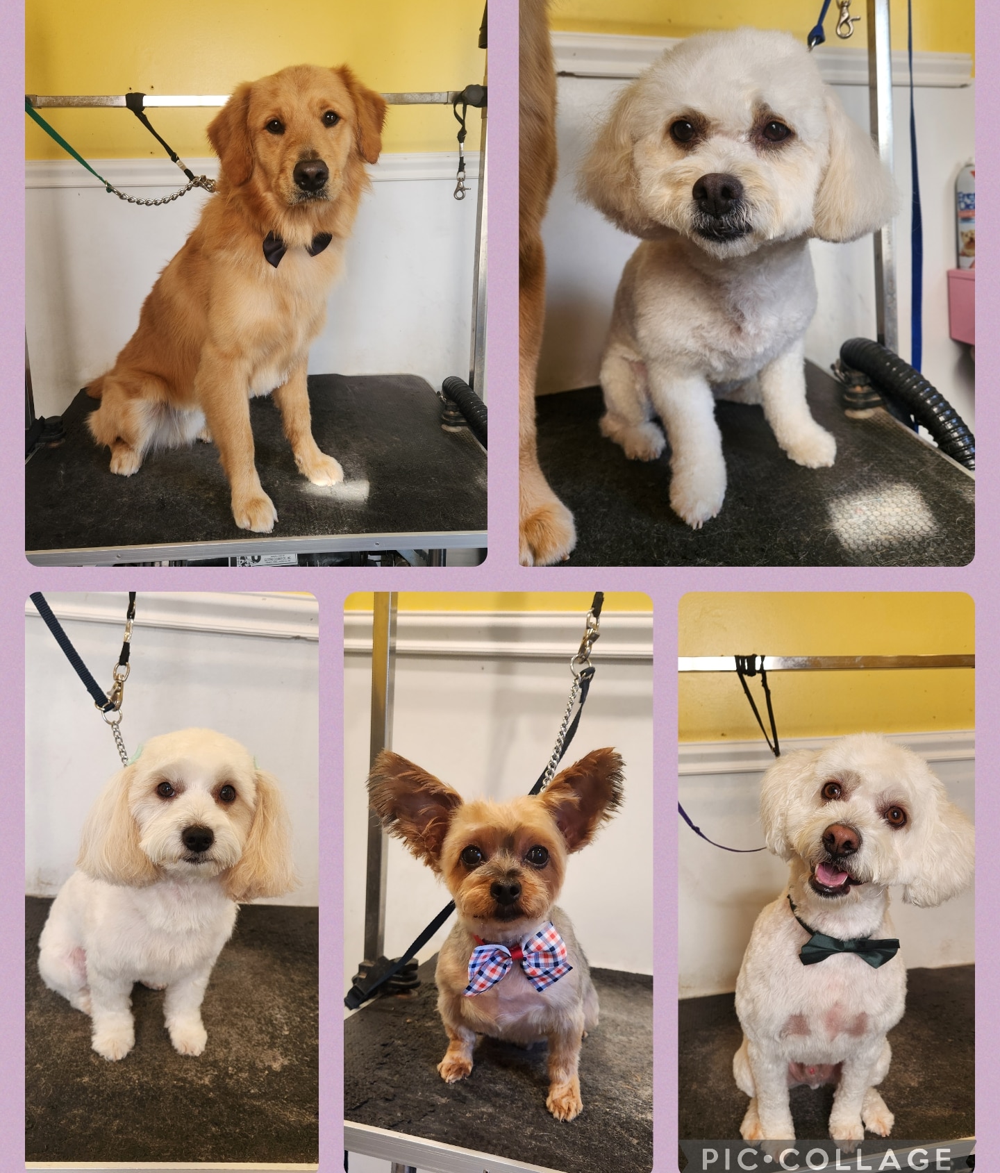 Kikky's dog grooming