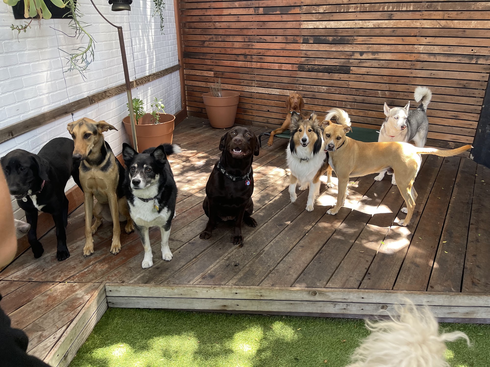 DEN Urban Dog Retreat Grooming Daycare