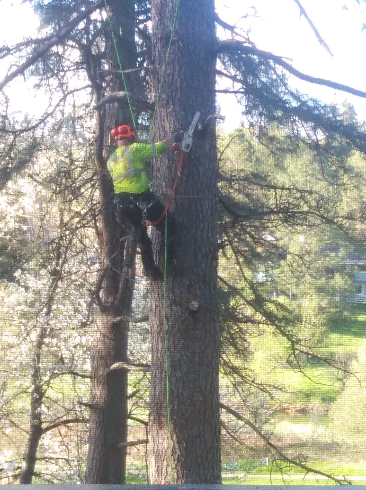 Big Ben's Tree Service RC85+FM, Magalia California 95954