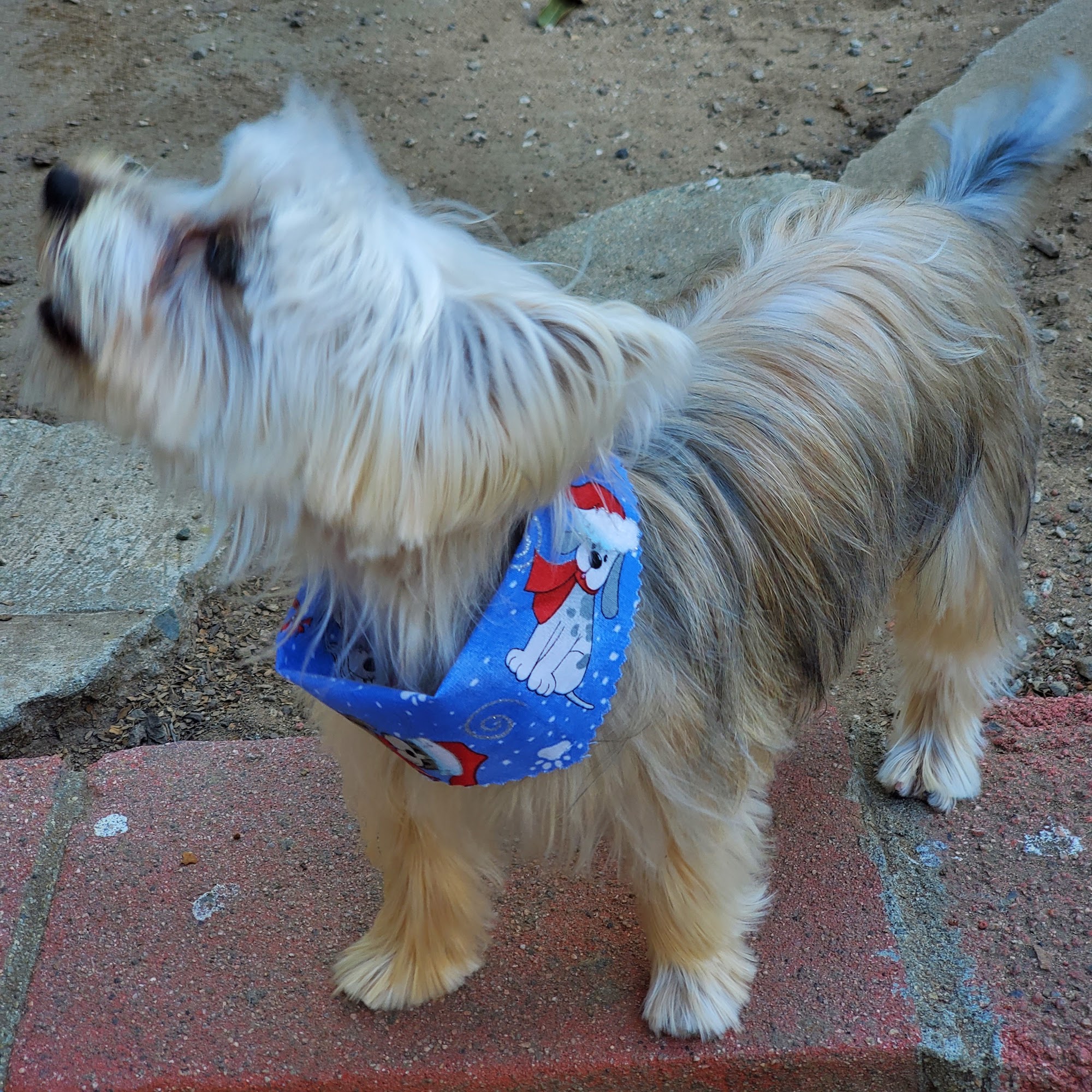 Fuji Pet Salon Manhattan Beach