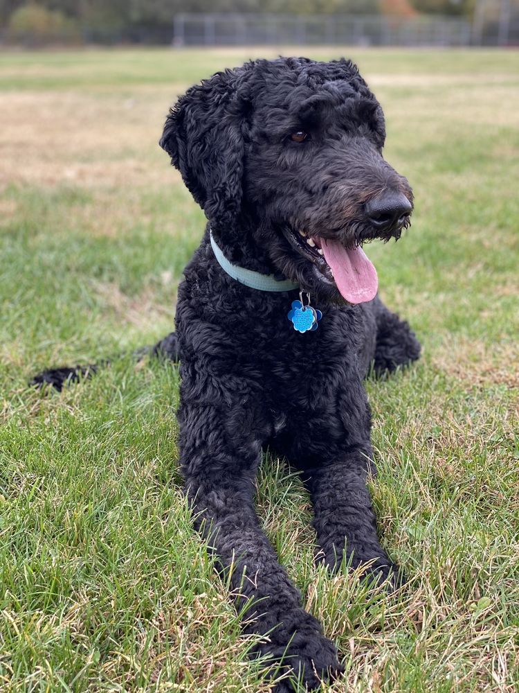 California Schnoodles and Sheepadoodles Marysville