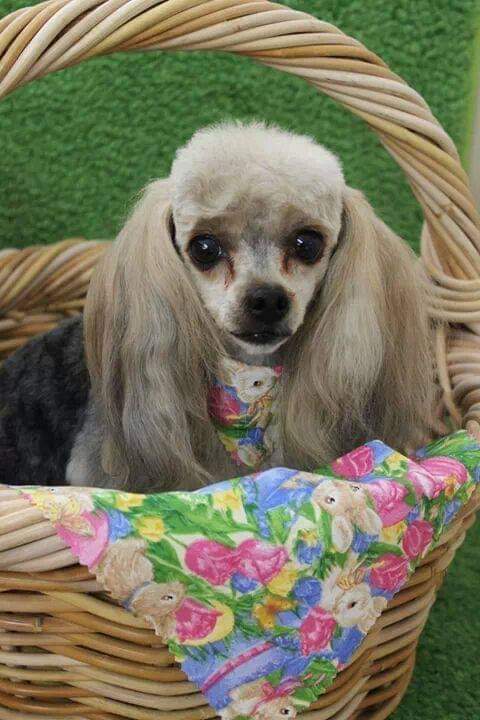 Lucky Pierre's Dog Grooming Marysville