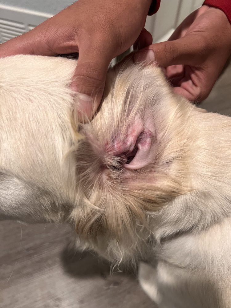 Nancy's Pet Salon Menifee