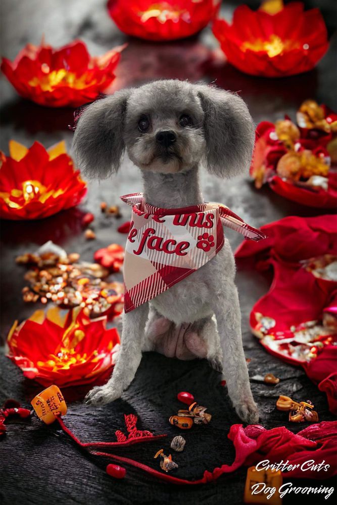 Critter Cuts Dog grooming Merced