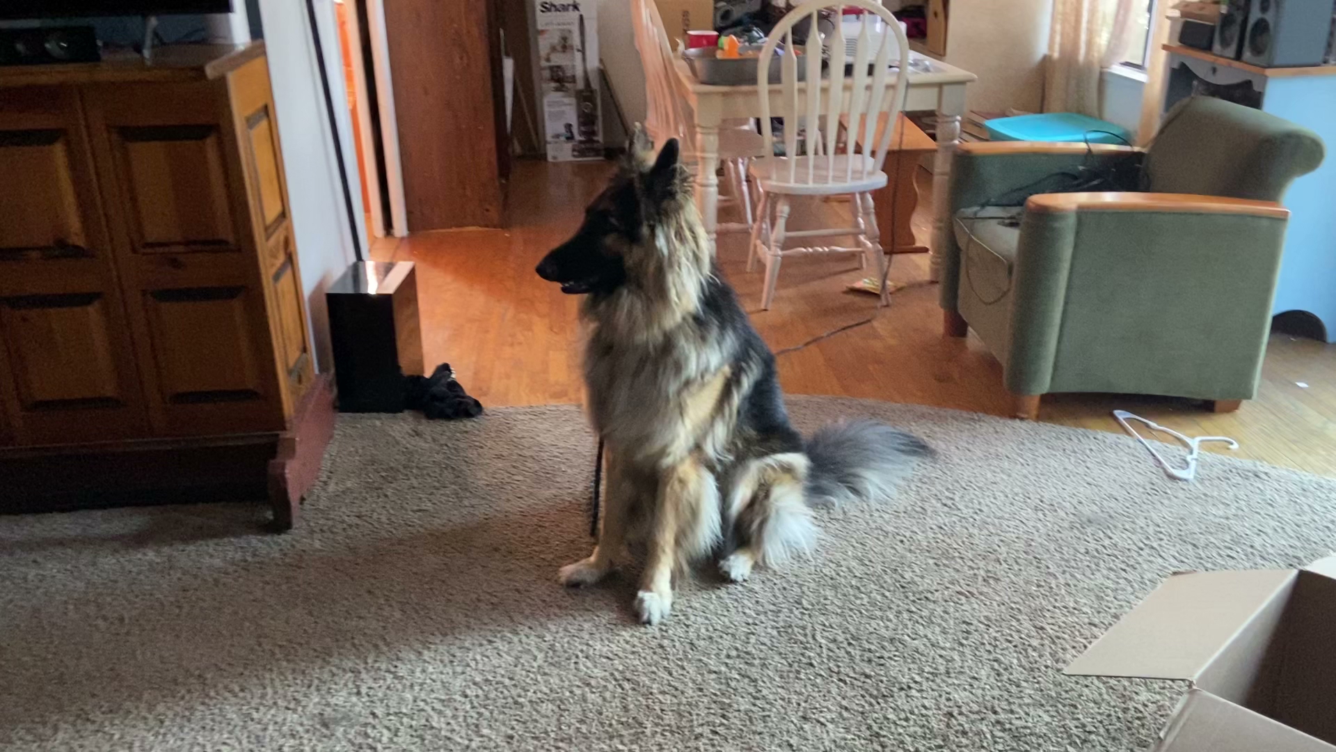 Paw Spa Full Services Pet Salon Merced