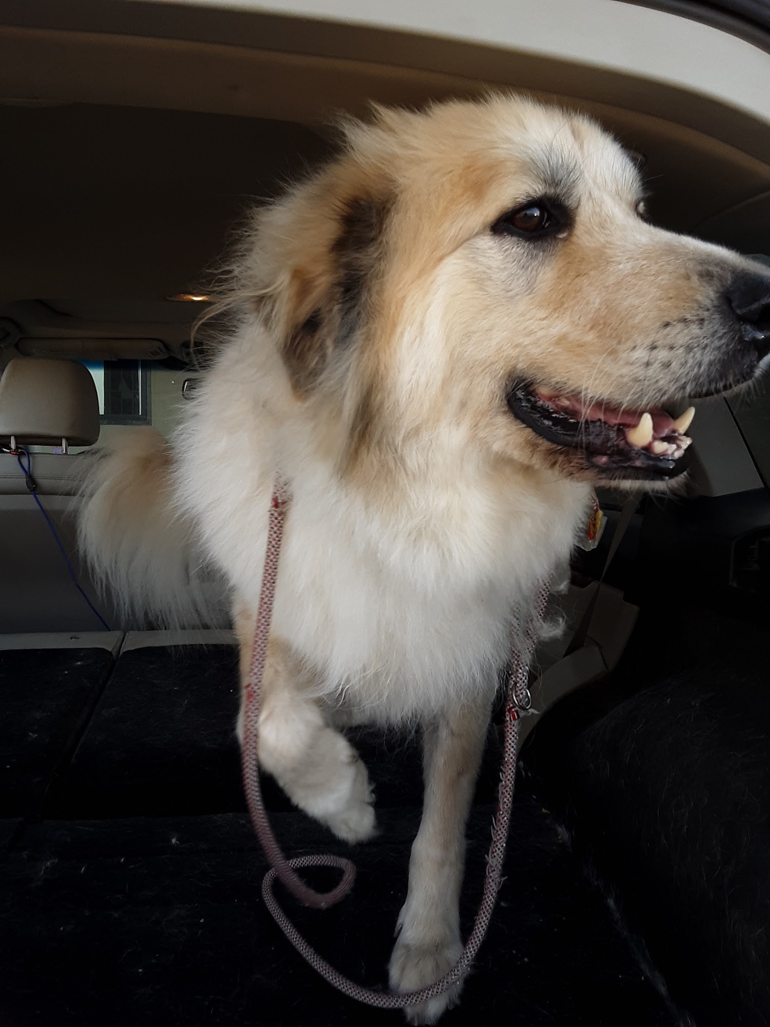 University Pet Resort Merced