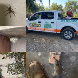 Gecko Pest and Landscape Management