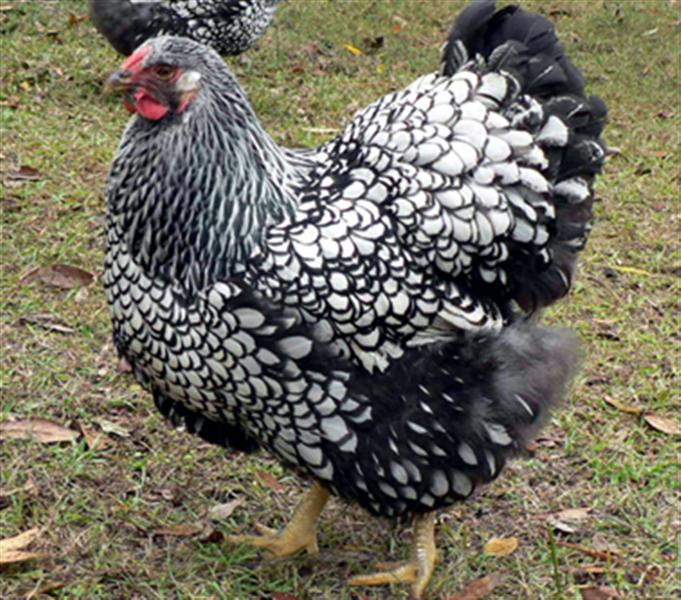 Mill Valley Chickens Mill Valley