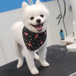That's So Fetch! Dog Grooming