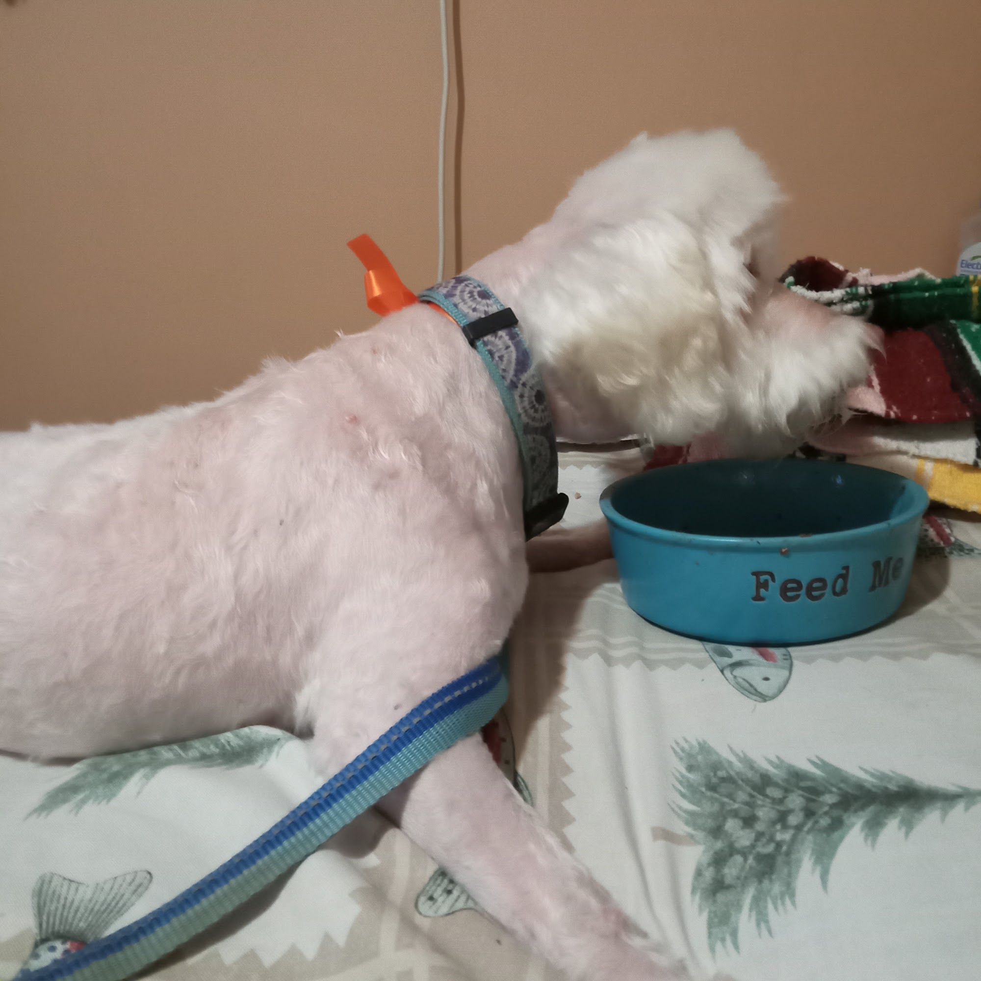 California Woof Dog Enterprises Montebello