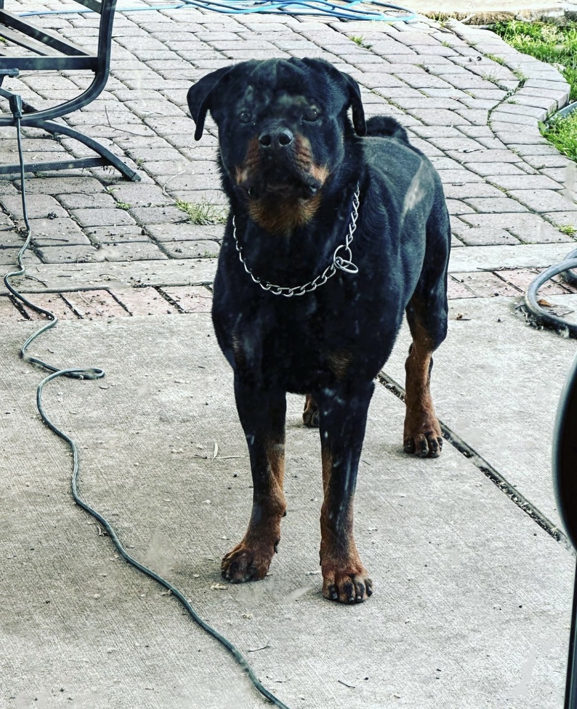 Vom HochKlasse Rottweilers Moreno Valley