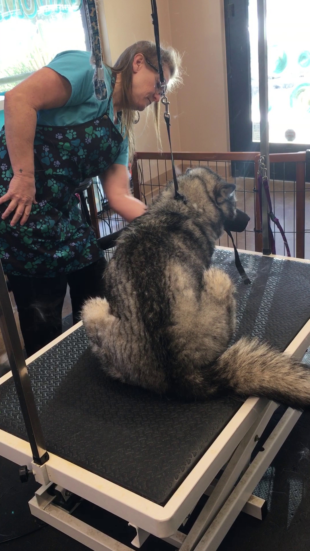 Dippin' Dogs Groomery Morro Bay